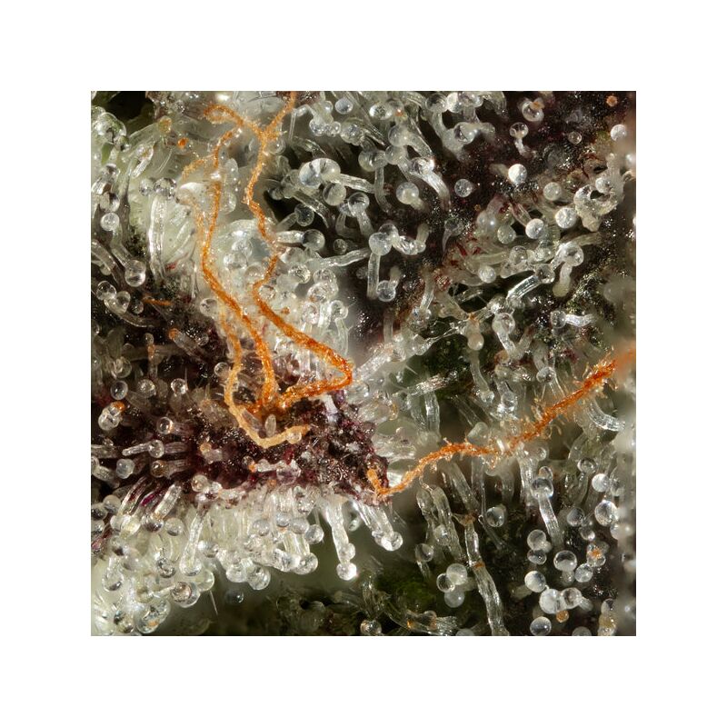 Kiwi x Cookie Dog Auto, Фасовка: 5, изображение 2